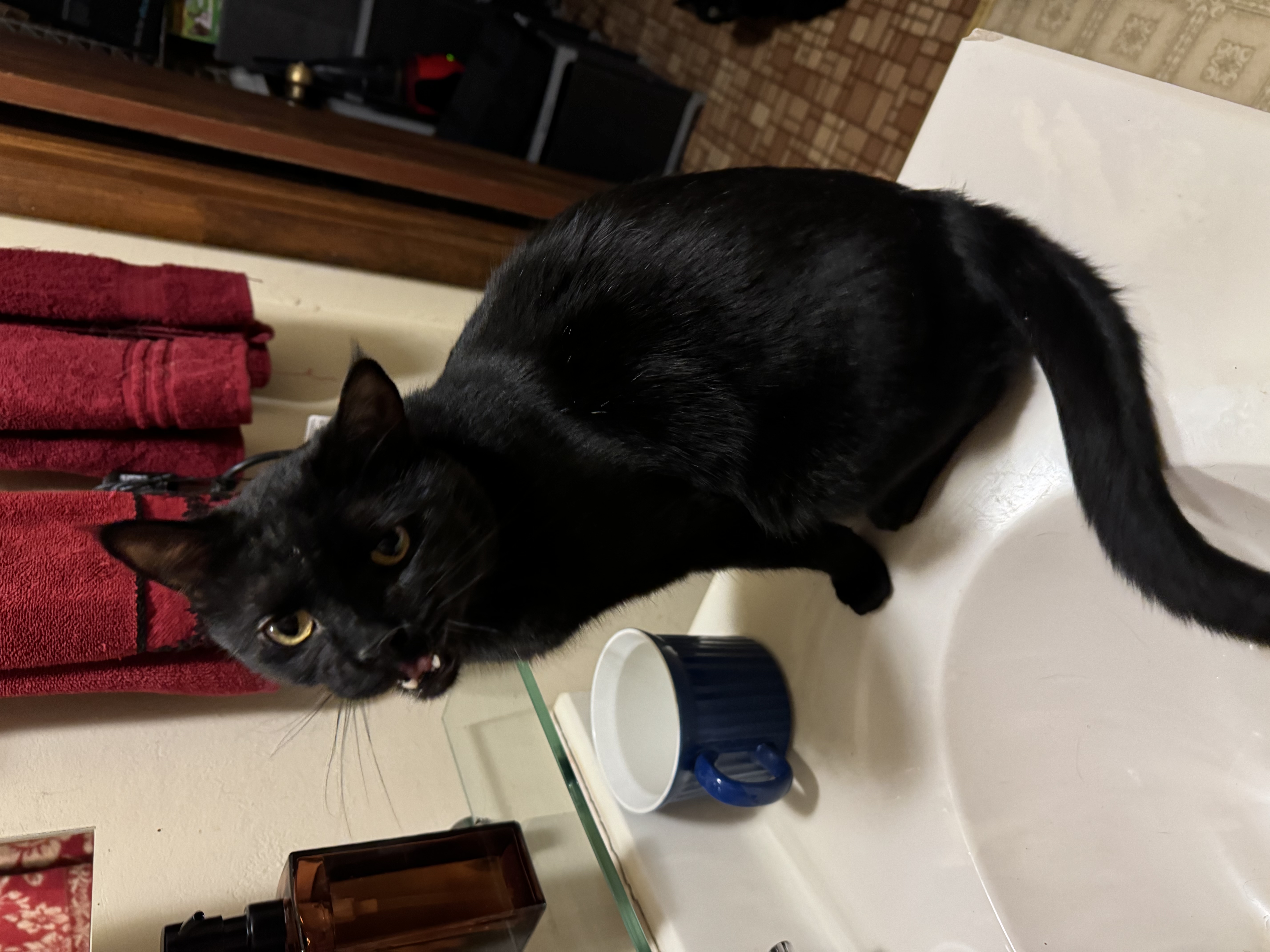Pet Profiles