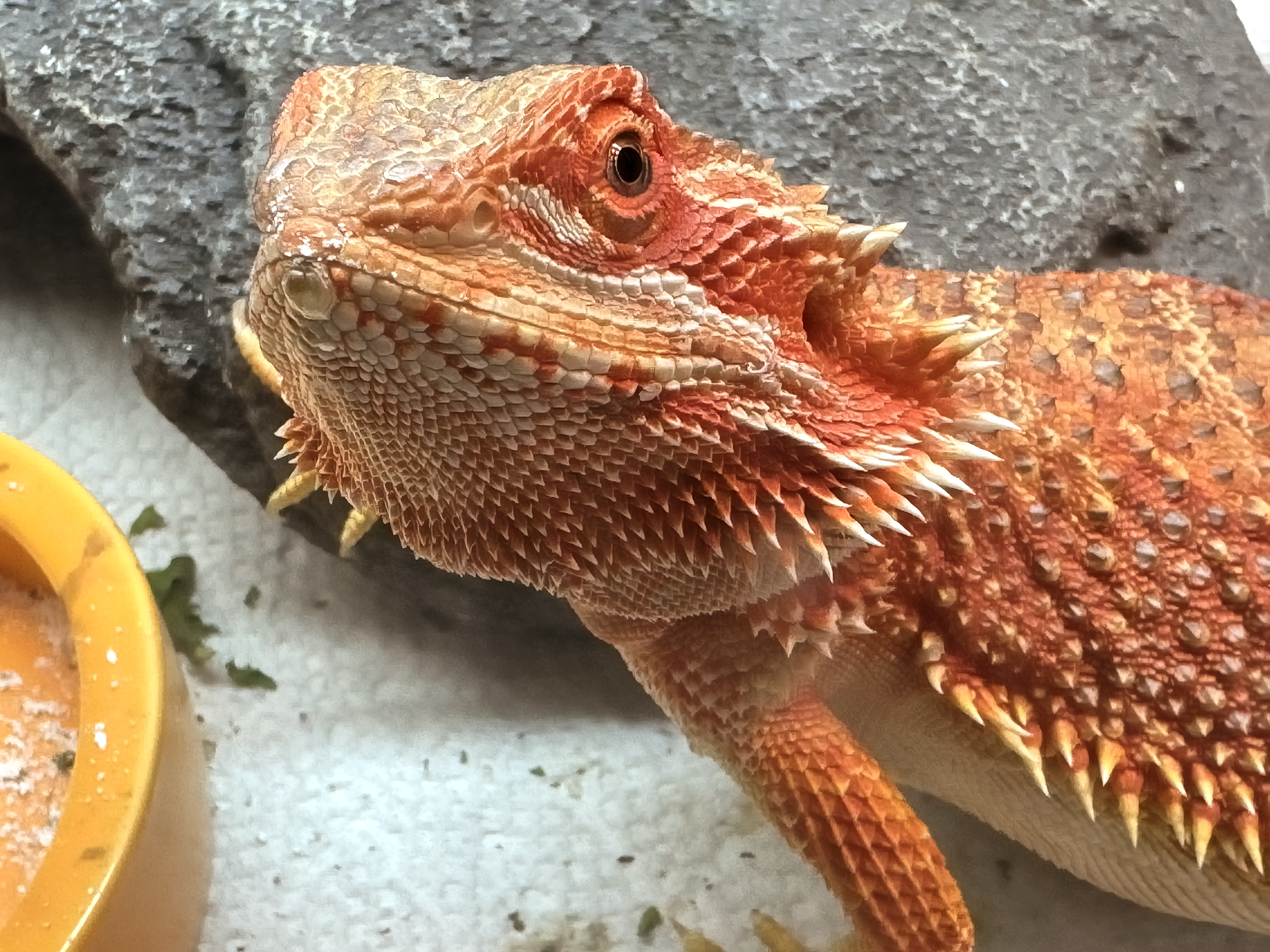Reptile Updates From the Vet