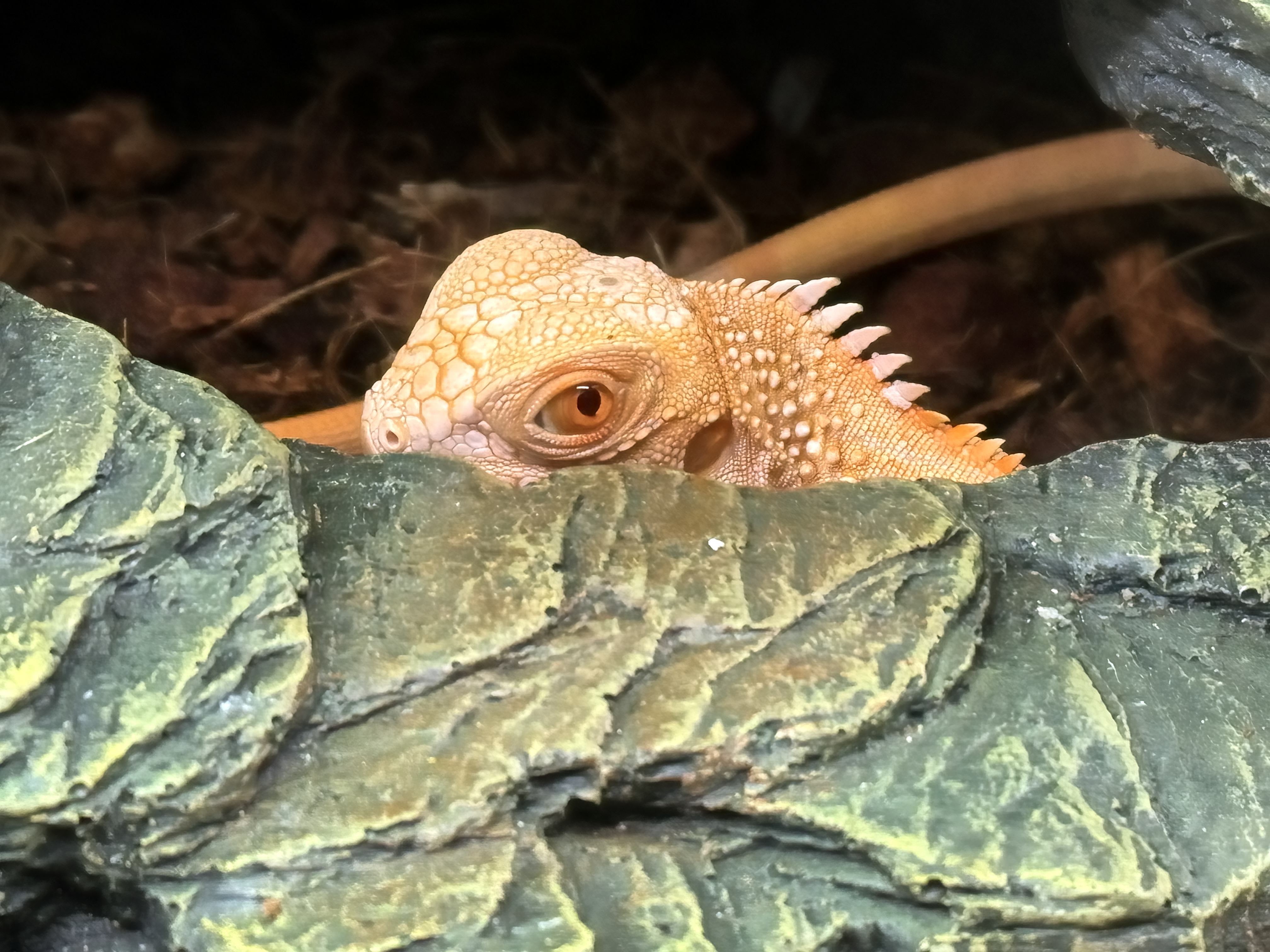 After Finals: Reptile Care Extraordinaire