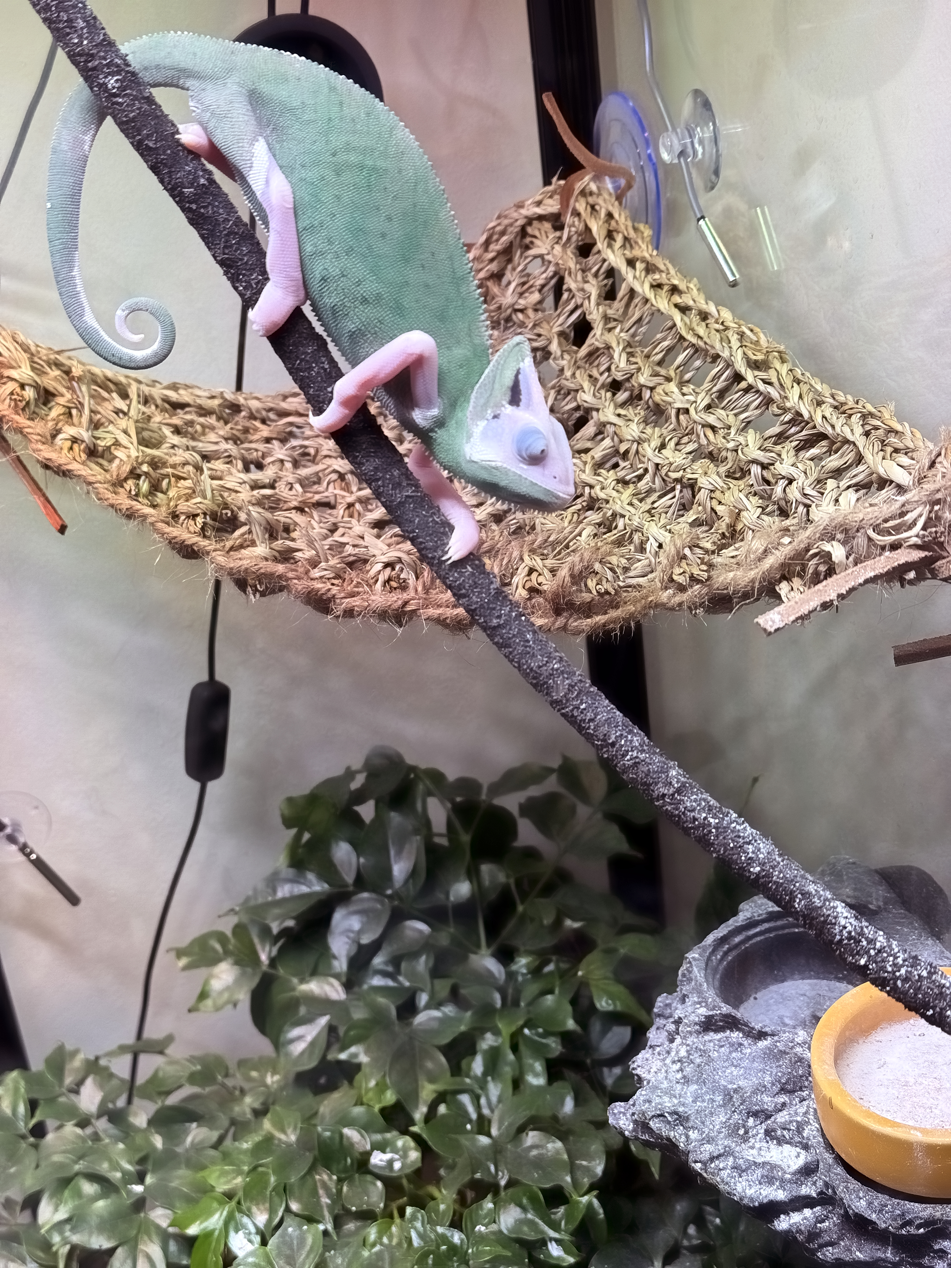 Repairs and Reptiles