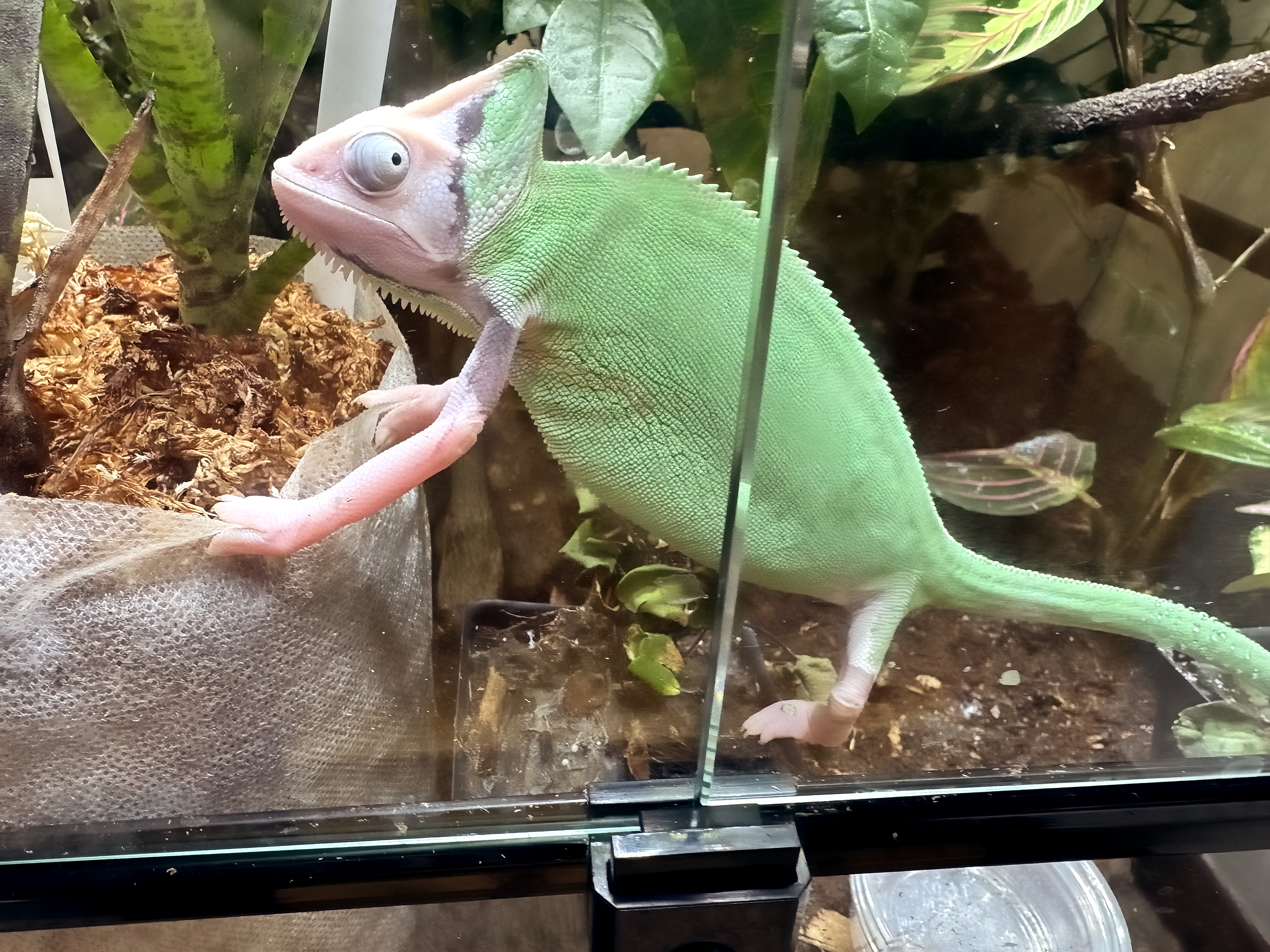 More Lizard Updates