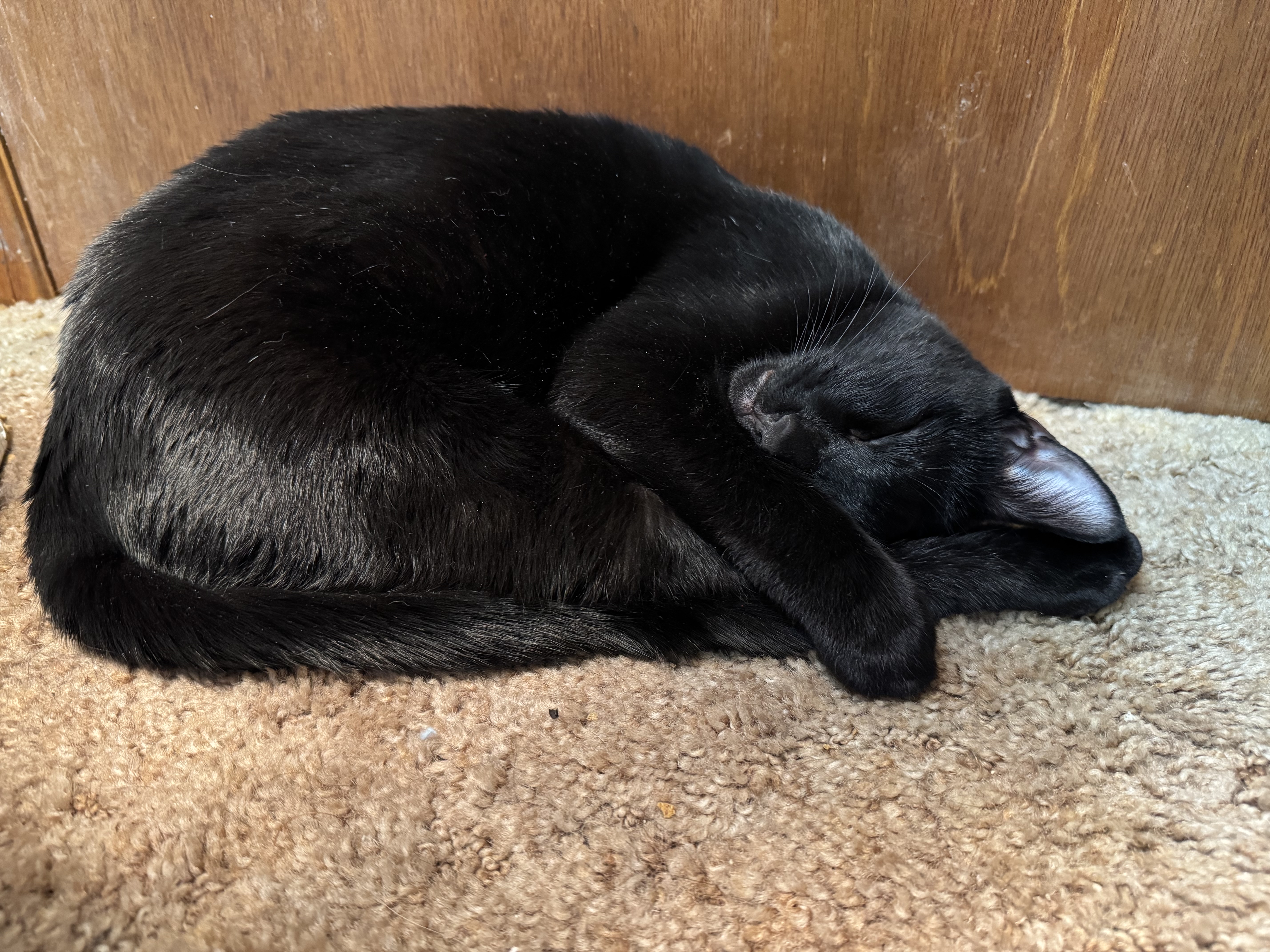 Reggie sleeping like a baby in front of the closet door.