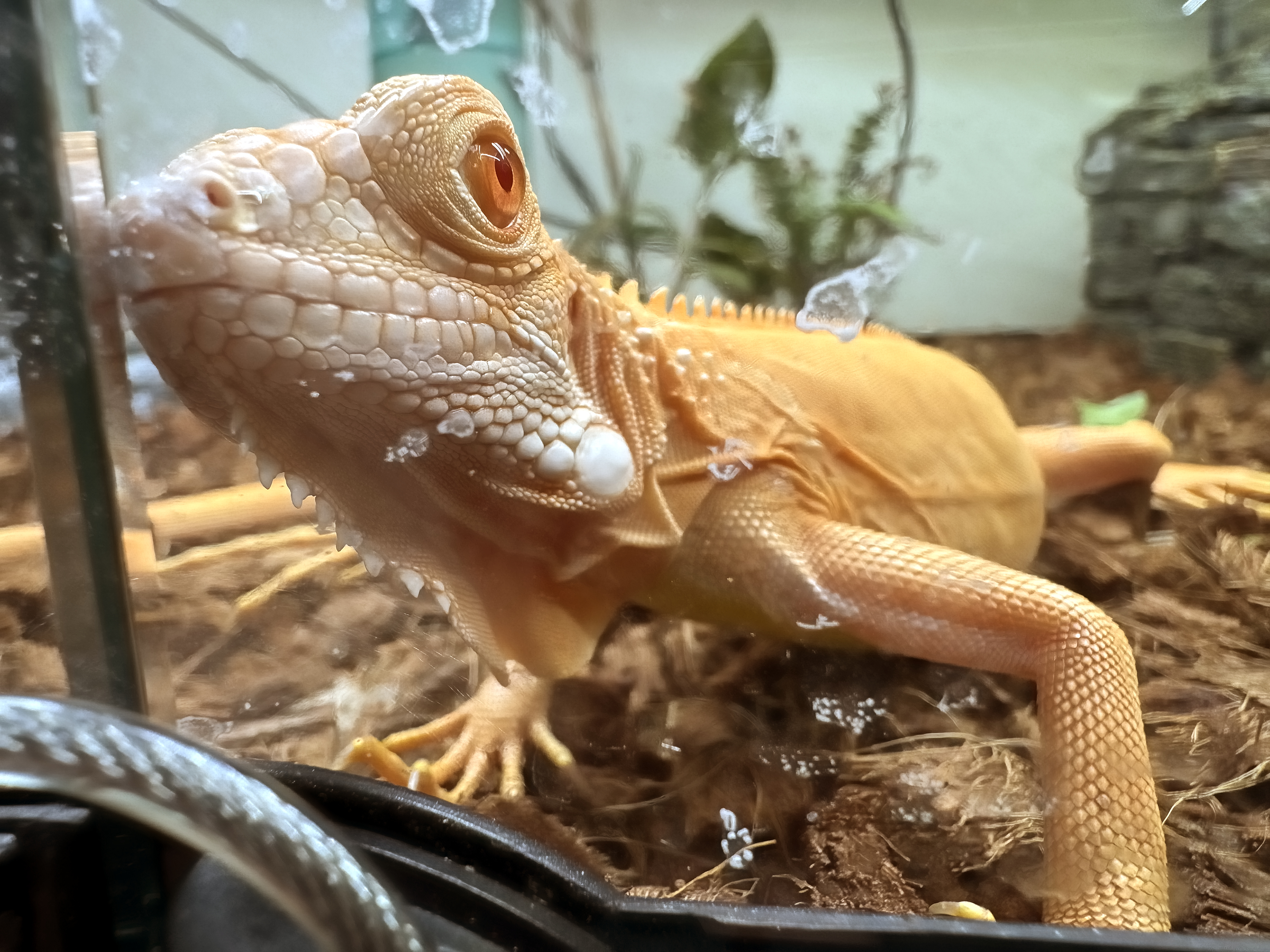 LeChuck pressing his nose against the front glass.