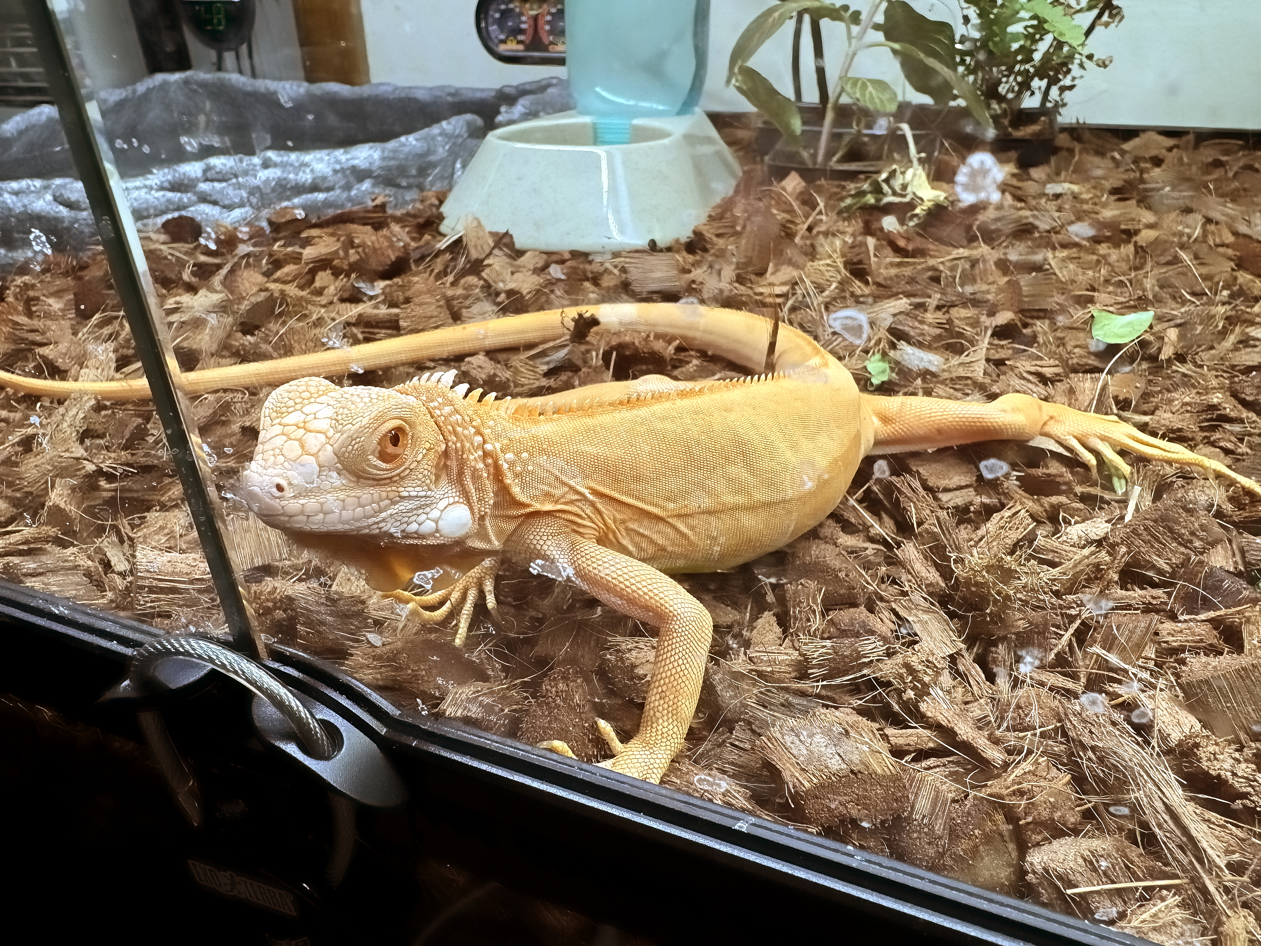 LeChuck, full-body, laying by the front glass.