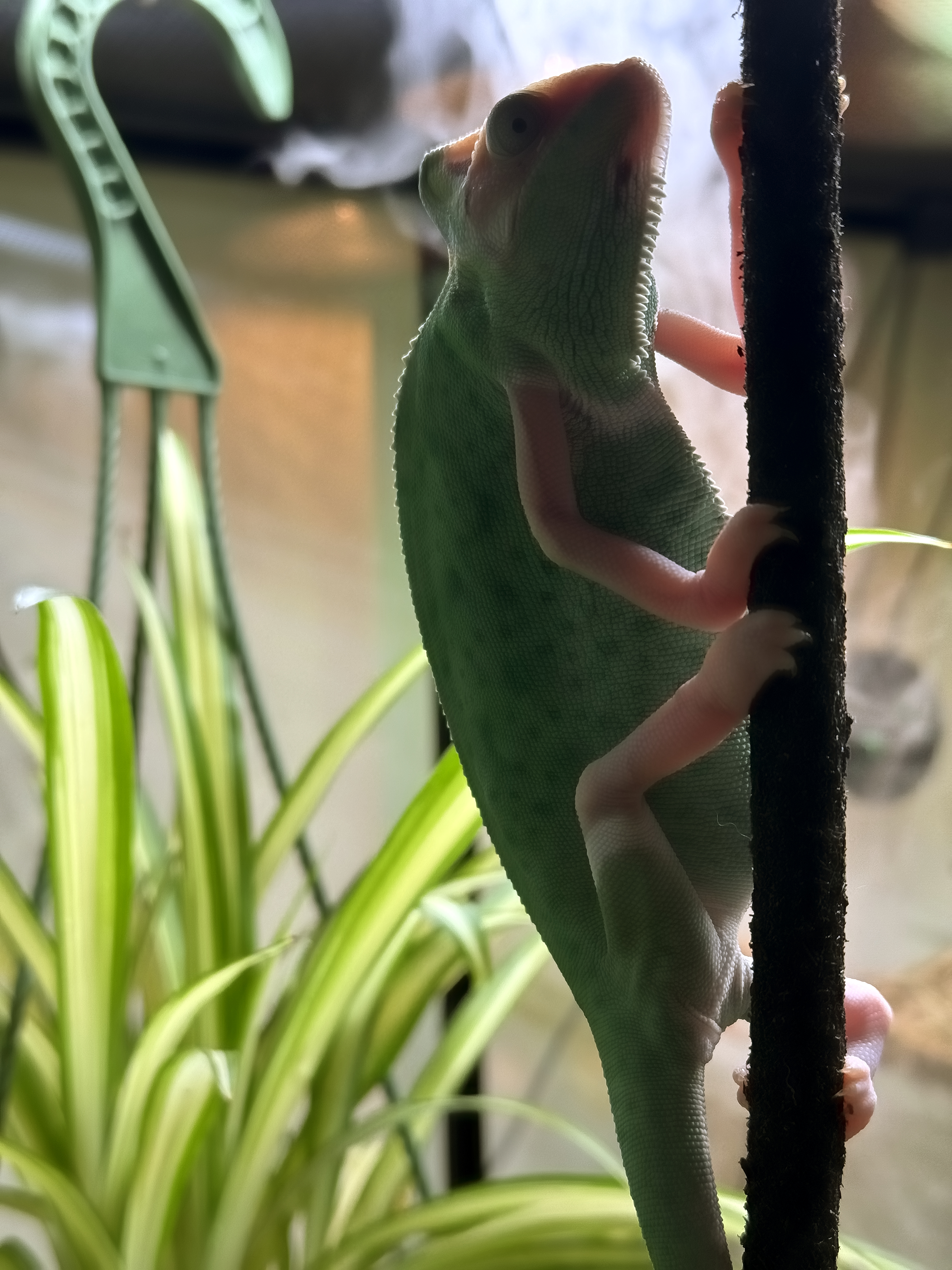 Colombina hanging on a fake vine.