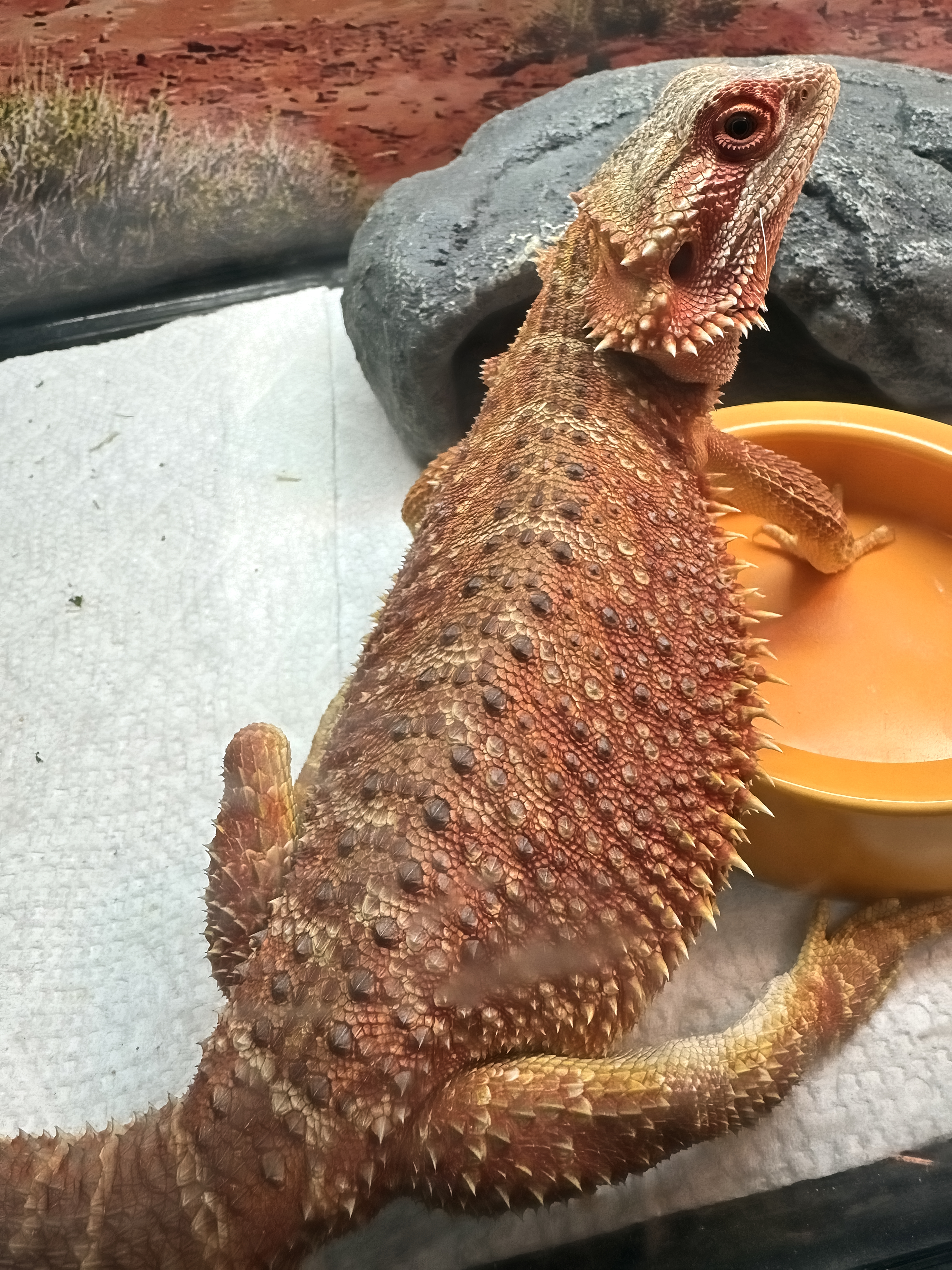 Coquelicot sitting by her bug bowl, looking back over her shoulder.