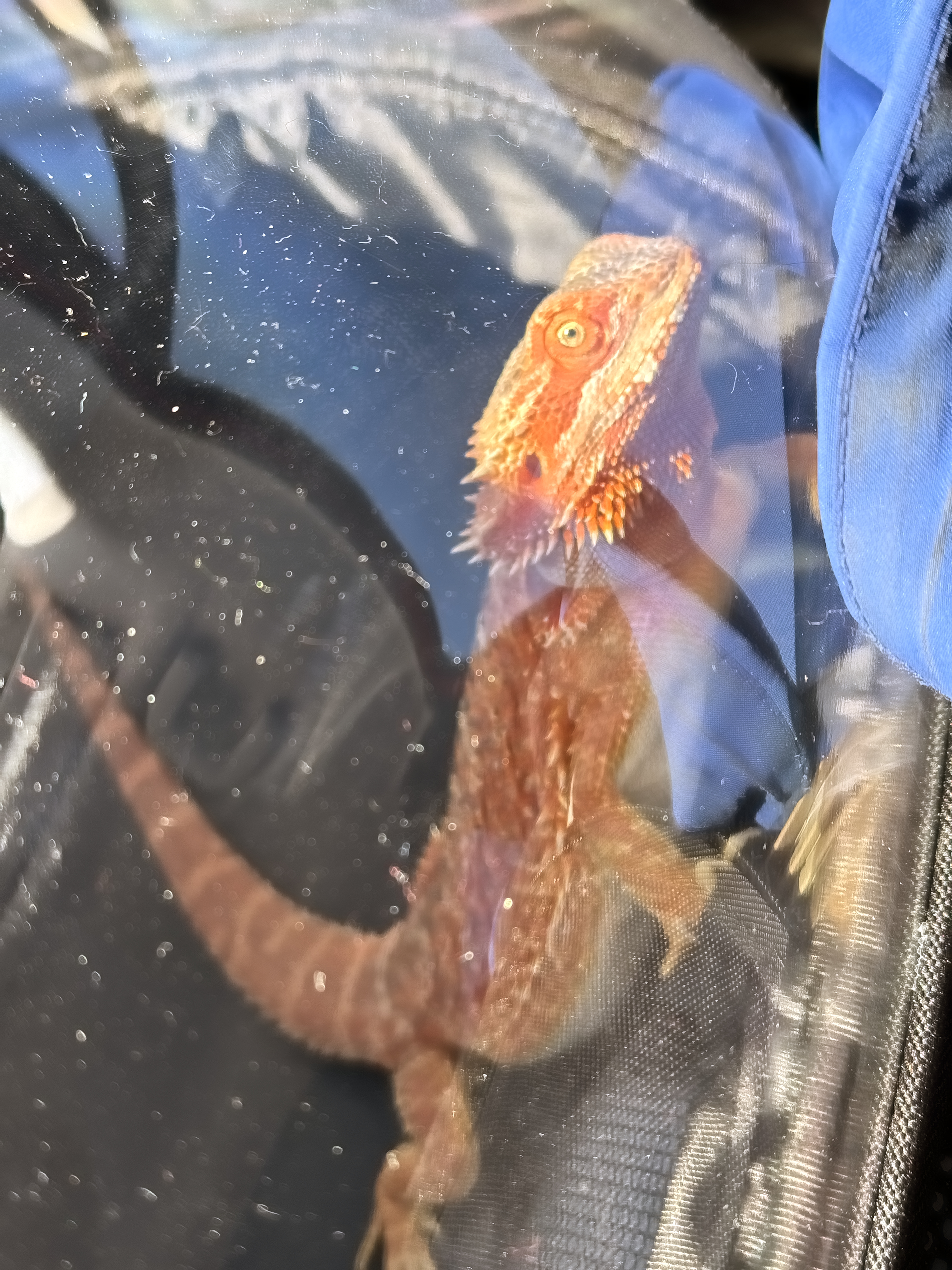 Coquelicot in her carrier, the sun brightening up her beautiful colors.