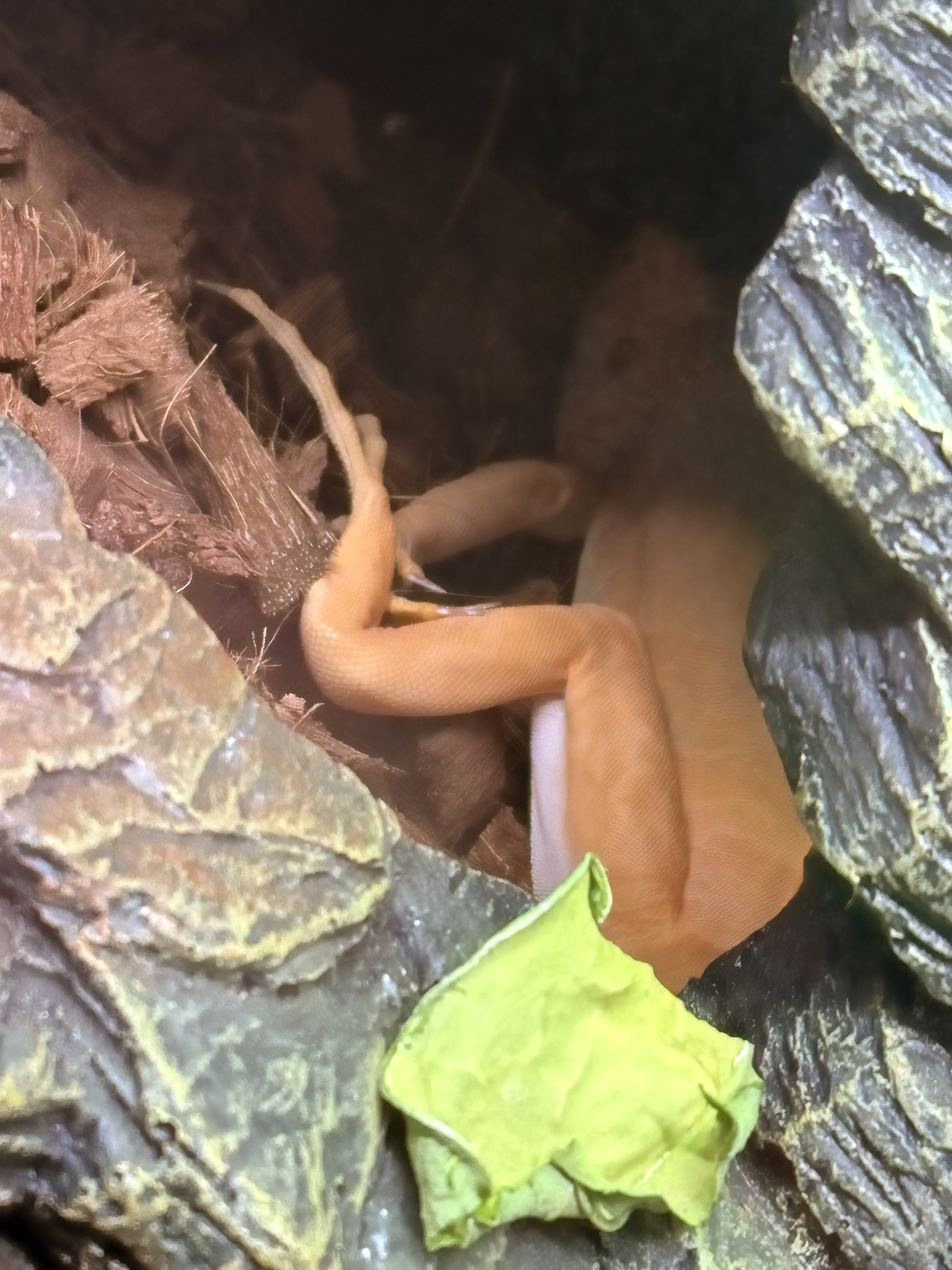 LeChuck having retreated to his hide, retiring for the evening.