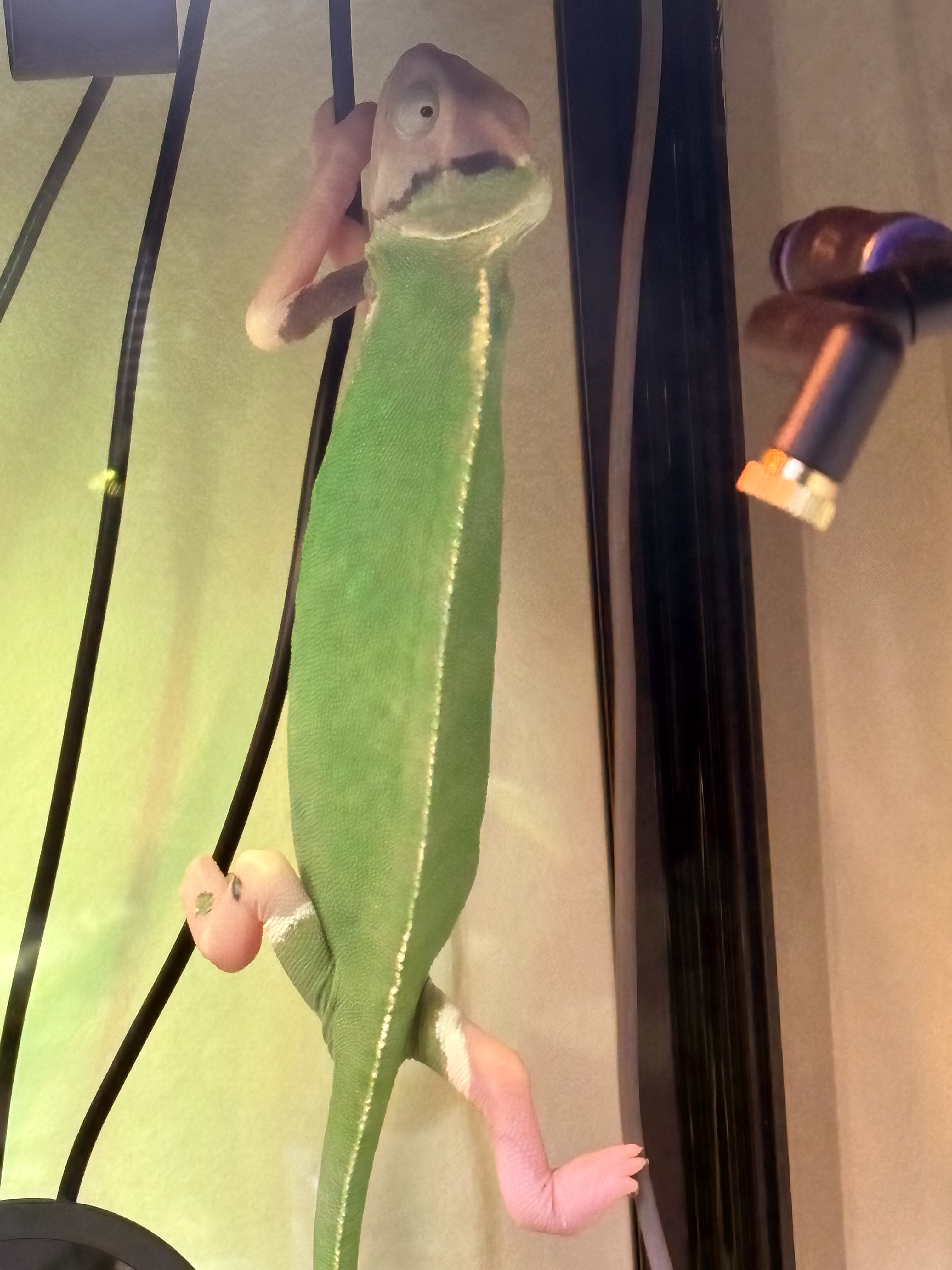 Colombina climbing a sensor cable in the back of her enclosure.