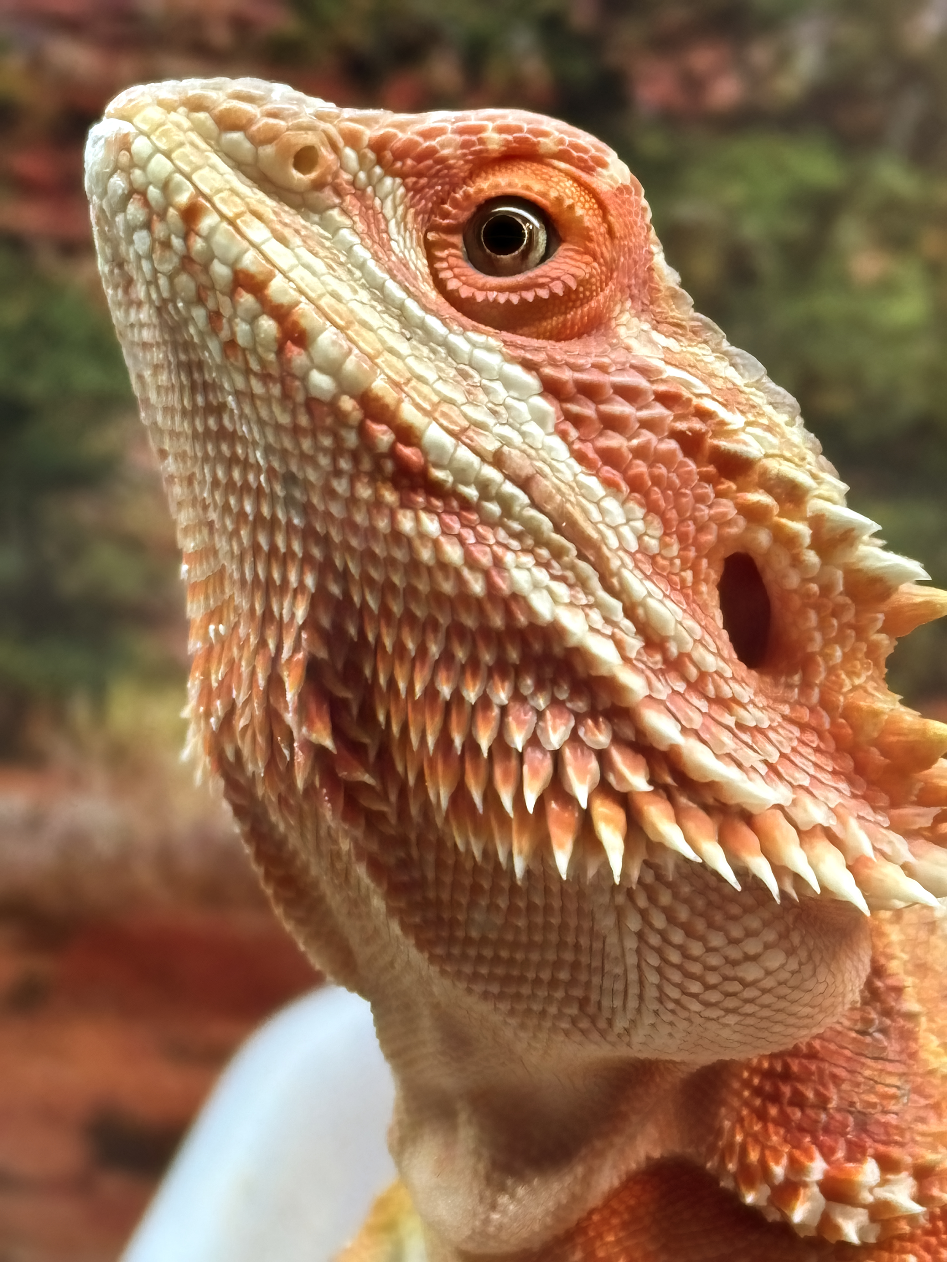 Pet Profiles
