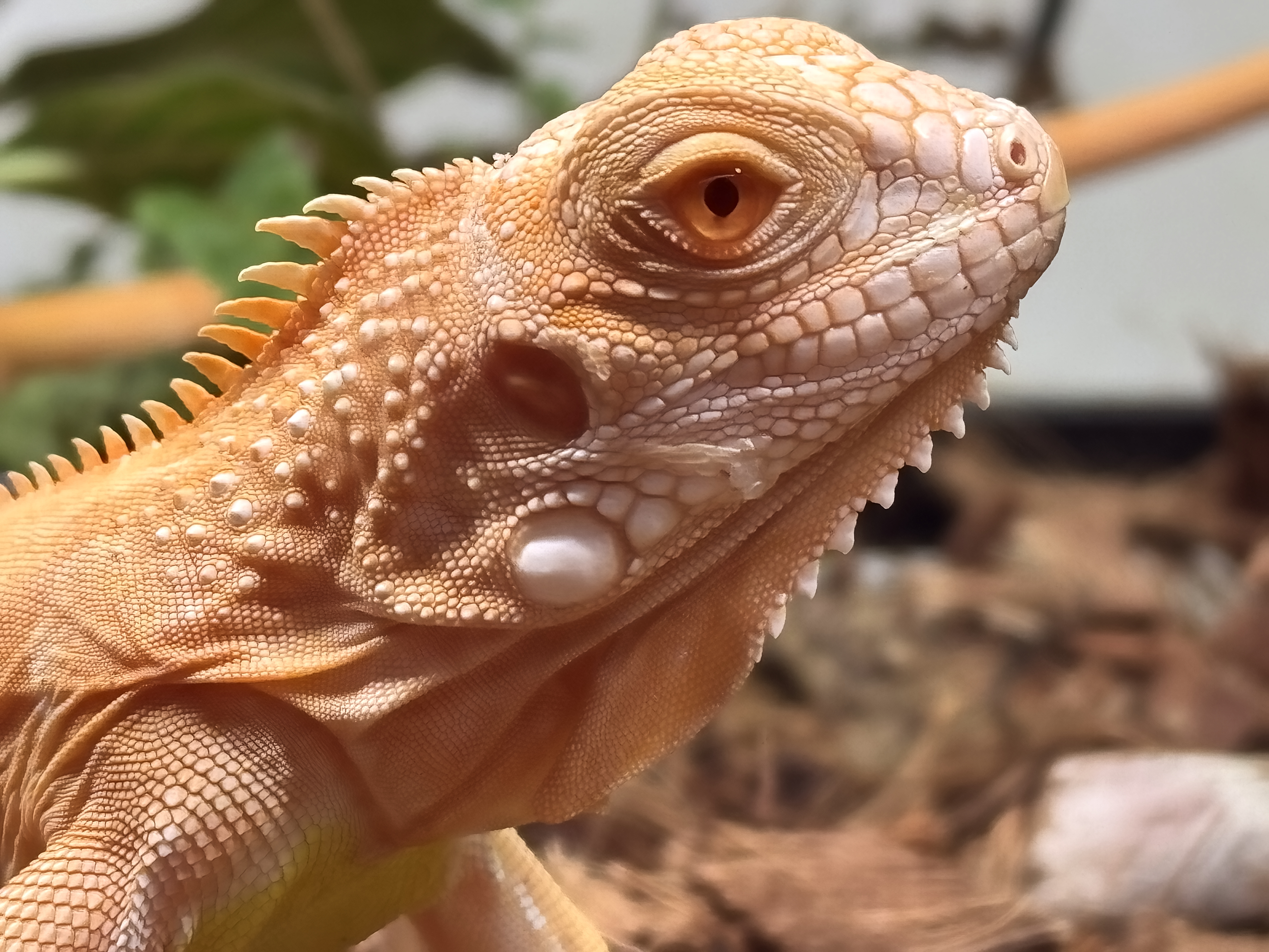 Pet Profiles